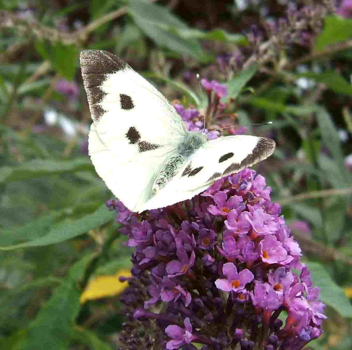 Pieris brassicae Pieris brassicae